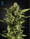 Green House Seed Co. Auto Bomb (Автоцветущие феминизированные)