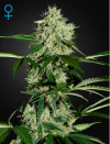 Northern Lights Auto (Автоцветущие феминизированные)