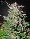 Green House Seed Co. Super Lemon Haze Auto (Автоцветущие феминизированные)