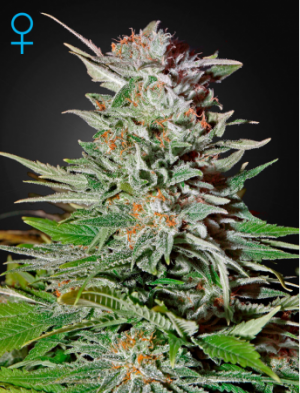 Семена Green House Seed Co. Super Lemon Haze Auto (Автоцветущие феминизированные)