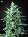 Green House Seed Co. White Widow Auto CBD (Автоцветущие феминизированные)