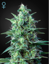 White Widow Auto CBD (Автоцветущие феминизированные)