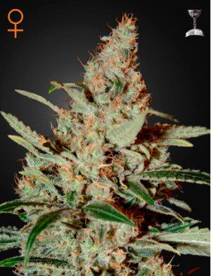 Семена Green House Seed Co. Chemdog (Феминизированные)