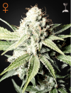 Great White Shark (Феминизированные)