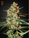Green House Seed Co. Himalayan Gold (Феминизированные)