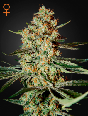 Семена Green House Seed Co. Himalayan Gold (Феминизированные)