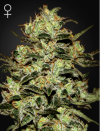 Moby Dick (Феминизированные)