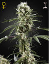 Green House Seed Co. Super Lemon Haze (Феминизированные)