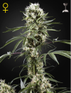 Super Lemon Haze (Феминизированные)