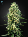 Super Silver Haze CBD (Феминизированные)