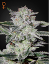 Green House Seed Co. Sweet Valley Kush (Феминизированные)