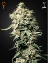 White Rhino (Феминизированные)