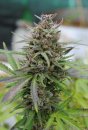 Kannabia Seeds Baby Boom Auto (Автоцветущие феминизированные)