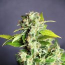 Kannabia Seeds Mikromachine Auto (Автоцветущие феминизированные)