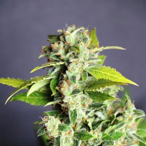 Семена Kannabia Seeds Mikromachine Auto (Автоцветущие феминизированные)