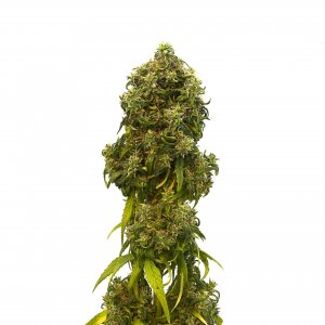 Семена Kannabia Seeds Swiss Dream Auto CBD (Автоцветущие феминизированные)