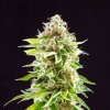 Cookies Haze (Феминизированные)