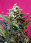 Big Devil XL Auto ® (Автоцветущие феминизированные)