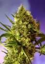 Sweet Seeds Big Devil #2 Auto ® (Автоцветущие феминизированные)