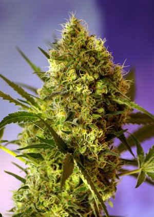 Семена Sweet Seeds Big Devil #2 Auto ® (Автоцветущие феминизированные)