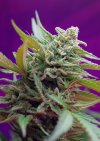 Black Jack Auto ® (Автоцветущие феминизированные)