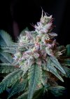 Cream Caramel ® (Феминизированные)