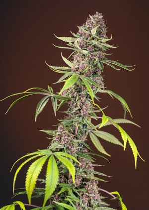 Семена Sweet Seeds Red Mandarine F1 Fast Version ® (Феминизированные)