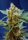 Cream Mandarine XL Auto ® (Автоцветущие феминизированные)