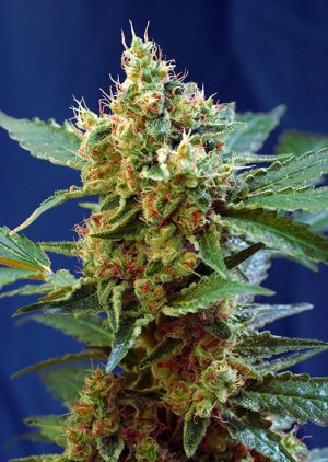 Семена Sweet Seeds Cream Mandarine XL Auto ® (Автоцветущие феминизированные)
