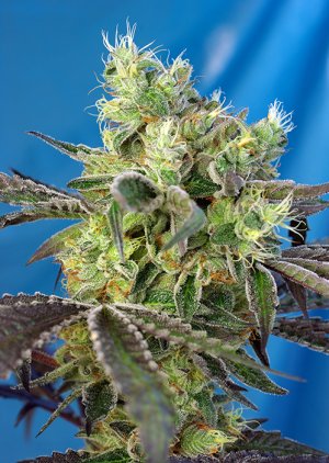 Семена Sweet Seeds Do-Sweet-Dos ® (Феминизированные)