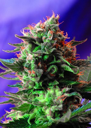 Семена Sweet Seeds Jack 47 ® (Феминизированные)