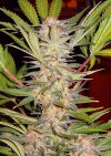 S.A.D. Sweet Afgani Delicious F1 Fast Version ® (Феминизированные)