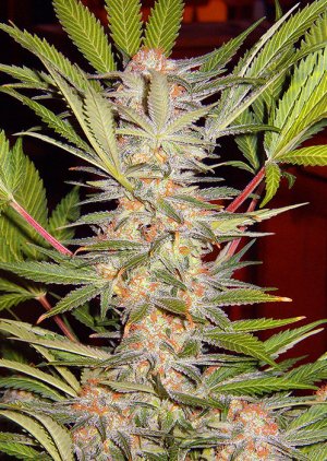 Семена Sweet Seeds S.A.D. Sweet Afgani Delicious F1 Fast Version ® (Феминизированные)