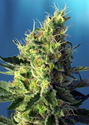 Семена Sweet Seeds Sweet Pure CBD ® (Феминизированные)
