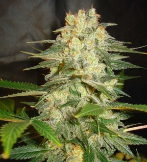 Семена World of Seeds Afghan Kush Ryder (Автоцветущие обычные)