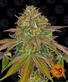 Wedding Cake (Феминизированные)