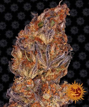 Семена Barney's Farm Seeds Runtz (Автоцветущие феминизированные)