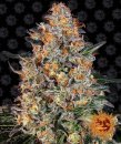 Bubba Kush (Феминизированные)