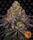 Watermelon Zkittlez (Феминизированные)
