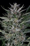Gorilla (Автоцветущие феминизированные)