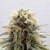 GSC (Феминизированные)