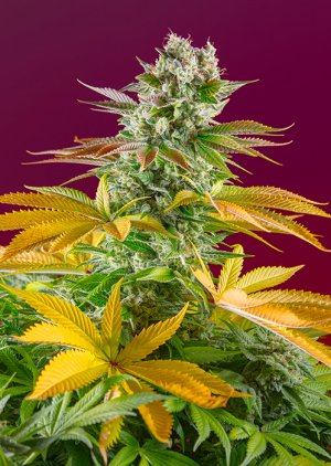 Семена Sweet Seeds Gorilla Girl F1 Fast Version ® (Феминизированные)