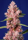 Tropicanna Poison F1 Fast Version ® (Феминизированные)