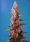 Red Hot Cookies ® (Феминизированные)