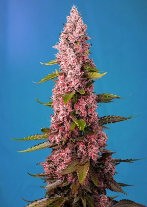 Семена Sweet Seeds Red Hot Cookies ® (Феминизированные)