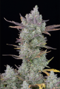 FastBuds Gorilla Cookies Auto (Автоцветущие феминизированные)