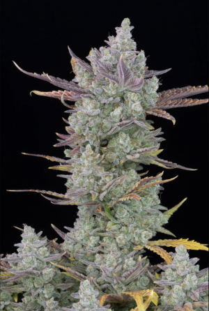 Семена FastBuds Gorilla Cookies Auto (Автоцветущие феминизированные)