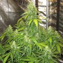 Doctor's Choice Devotchka (Автоцветущие феминизированные)