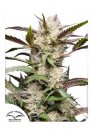 Auto Mimosa Punch (Автоцветущие феминизированные)