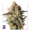 Strawberry Chemdawg OG (Феминизированные)